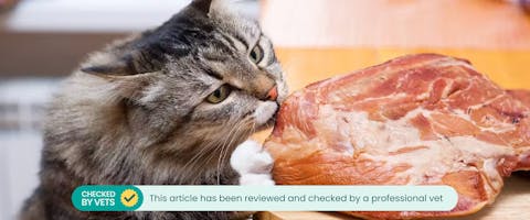 Can Cats Eat Pork TrustedHousesitters